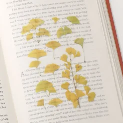 Appree | Pegatinas de Flores Prensadas Ginkgo
