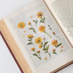 Appree | Pegatinas de Flores Prensadas Calendula