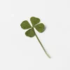 Appree | Pegatinas de Flores Prensadas Four Leaf Clover